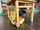 地震來做好-趴下.掩護.穩住動作2