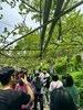哇！原來檸檬長在這