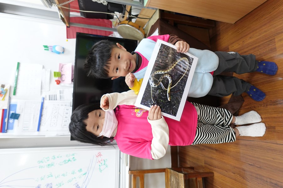 模仿大甲溪動物-黑眉錦蛇