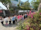 學校門口有五顏六色~杜鵑花