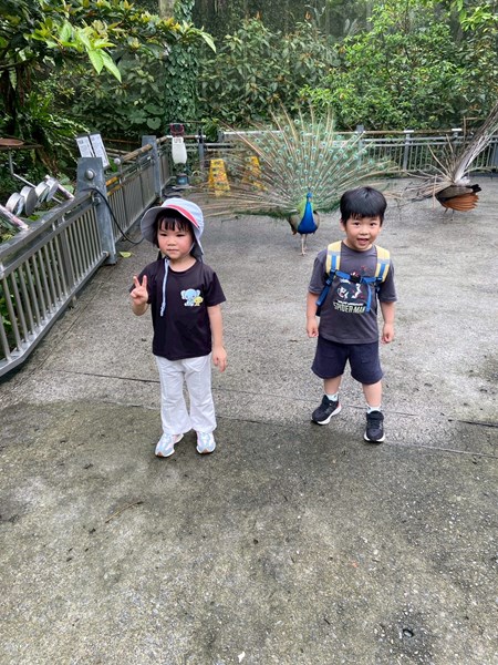 看到孔雀開屏囉