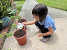 用心照顧小番茄~澆水1