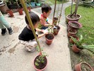 用心照顧小番茄~澆水2