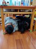 穩住桌腳我會保護自已